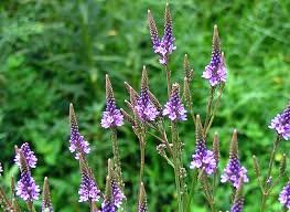 tanahoy.com vervain