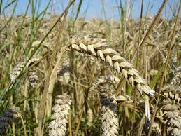 tanahoy.com wheat field
