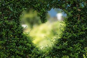 heart-shaped opening is carved into a dense green hedge. The background is out of focus, showing a light green and yellow bokeh effect.